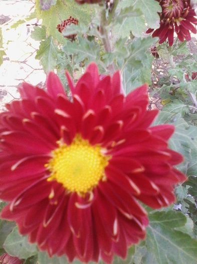 Picture 923 - flori de gradina 2013