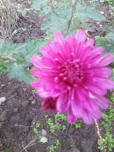 Picture 921 - flori de gradina 2013