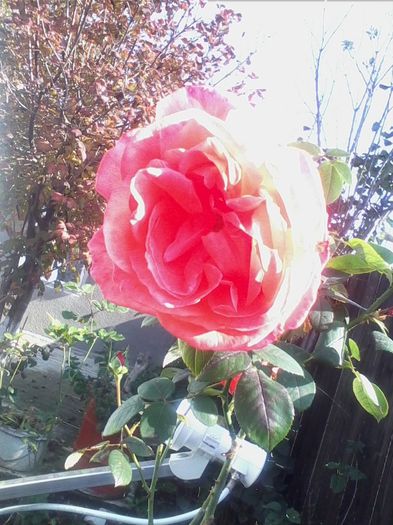 Picture 922 - flori de gradina 2013