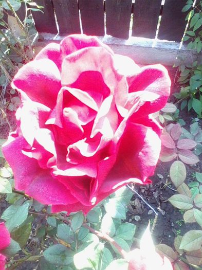 Picture 920 - flori de gradina 2013