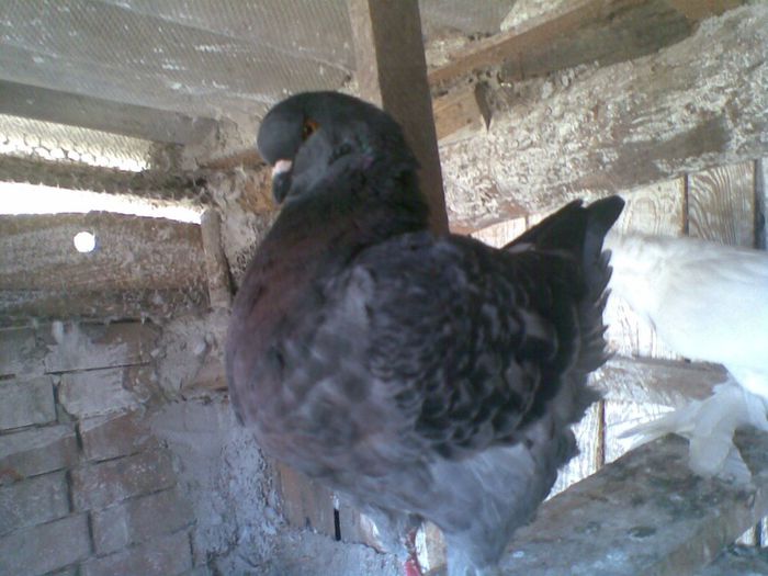 27102013(024) - Kingi