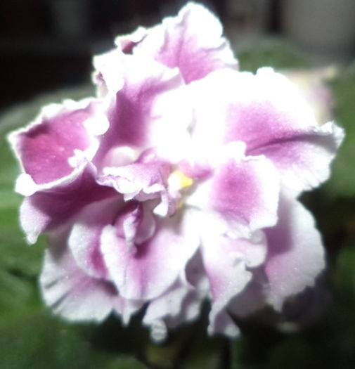 DSC00449 - violete 2013