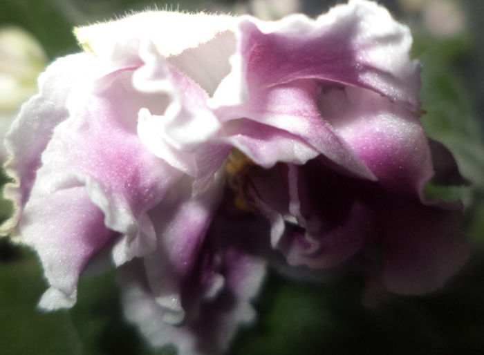 DSC00447 - violete 2013