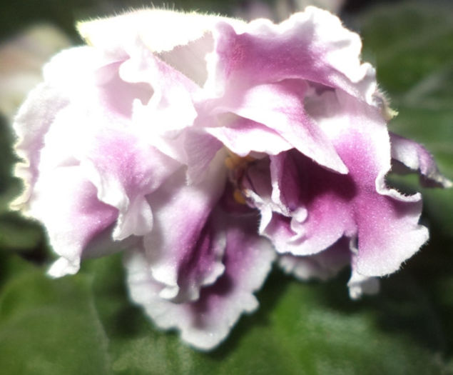 DSC00445