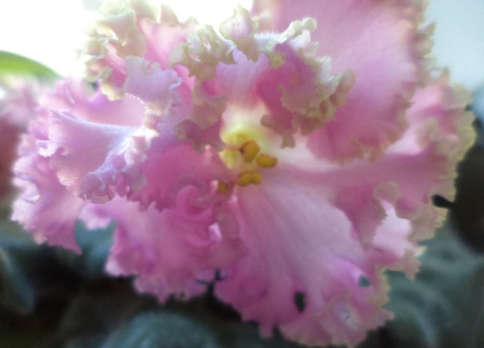 DSC00441 - violete 2013