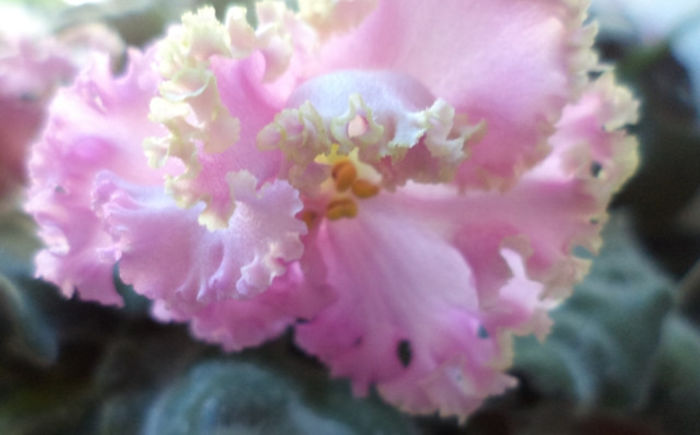 DSC00437 - violete 2013