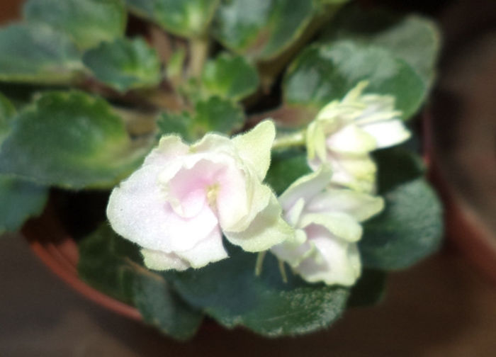 DSC00435 - violete 2013