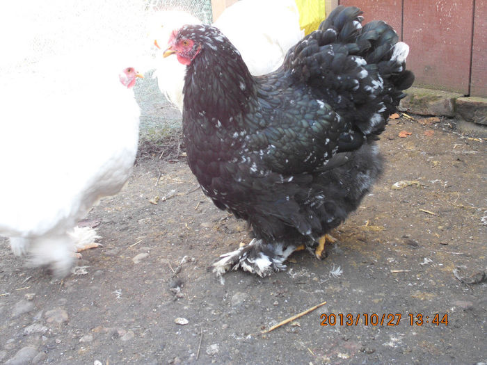 IMG_1813 - TINERET 2013 2