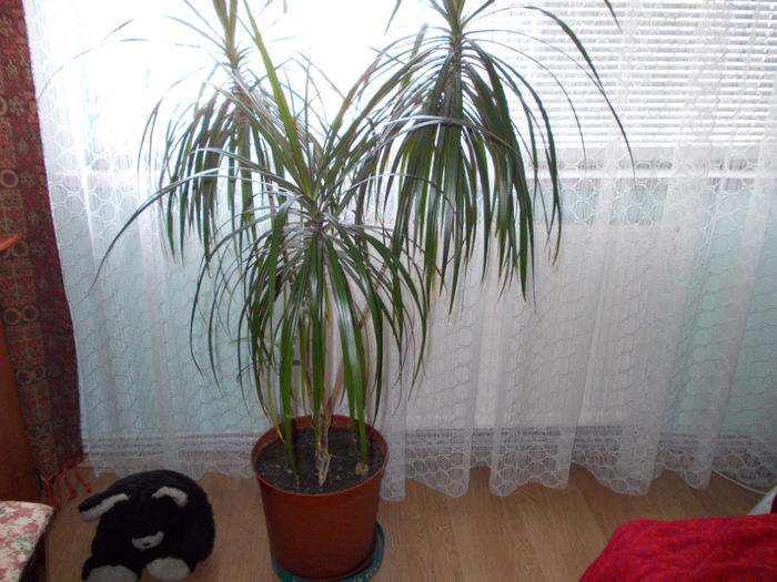 Picture 029; dracena
