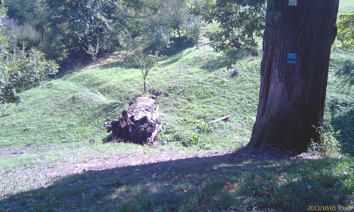 IMAG0525; stejar f. batran
