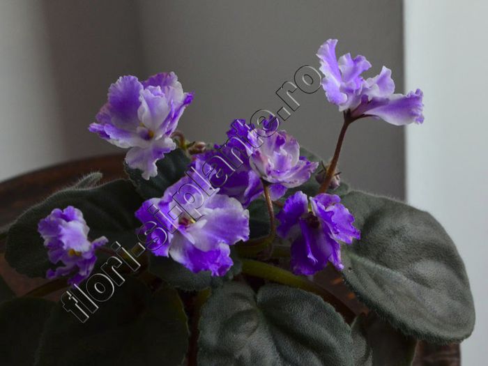 Saintpaulia EK Lambada - VIOLETE AFRICANE - Saintpaulia - II