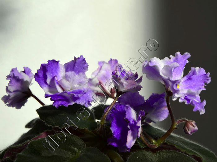 Saintpaulia EK Lambada - VIOLETE AFRICANE - Saintpaulia - II