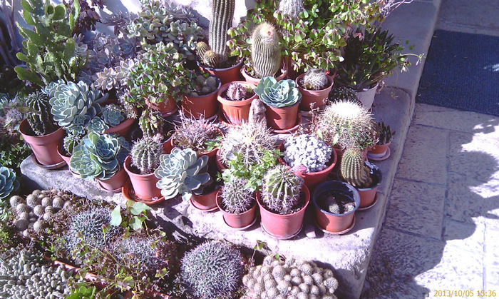 IMAG0596; cactusi infloriti
