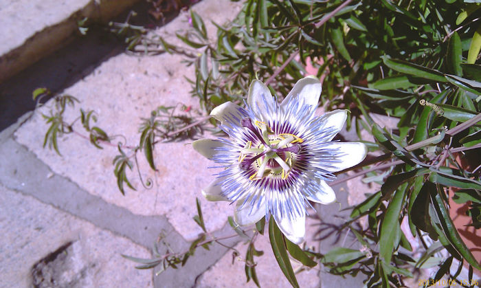 IMAG0595; passiflora
