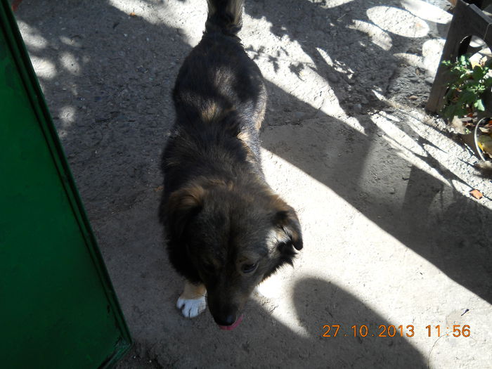 catelusul Bruno
