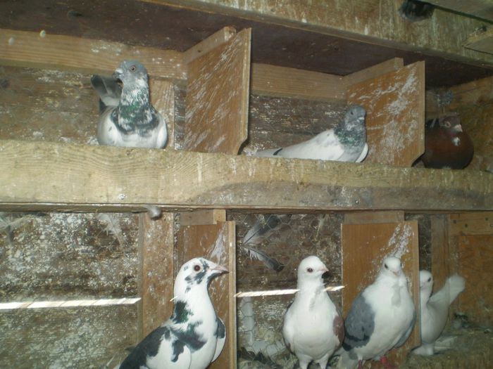 Siraly:zburator de Budapesta juc ardear