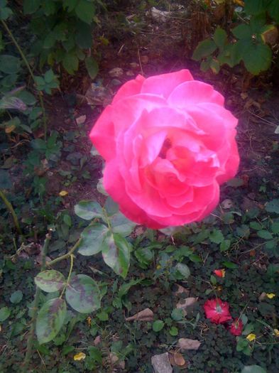 IMG_0156 - Trandafiri