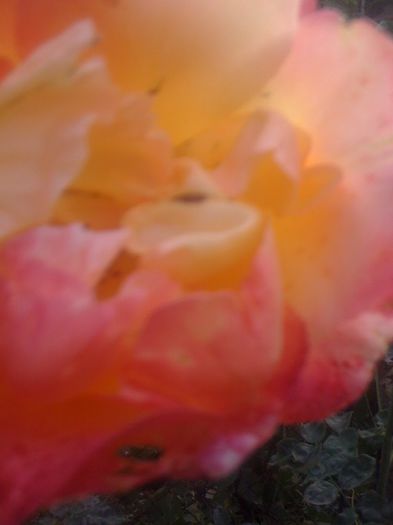 IMG_0157 - Trandafiri