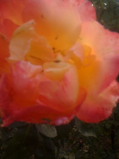 IMG_0158 - Trandafiri