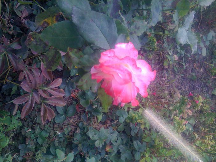 IMG_0159 - Trandafiri