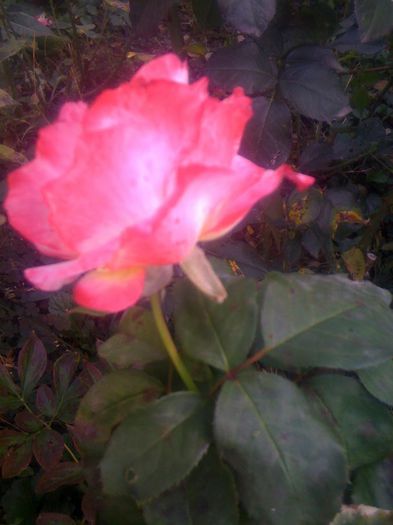 IMG_0160 - Trandafiri