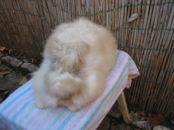 Mascul Angora Englez