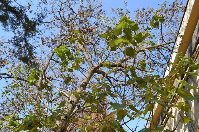 DSC_0221 - paulownia la maturitate