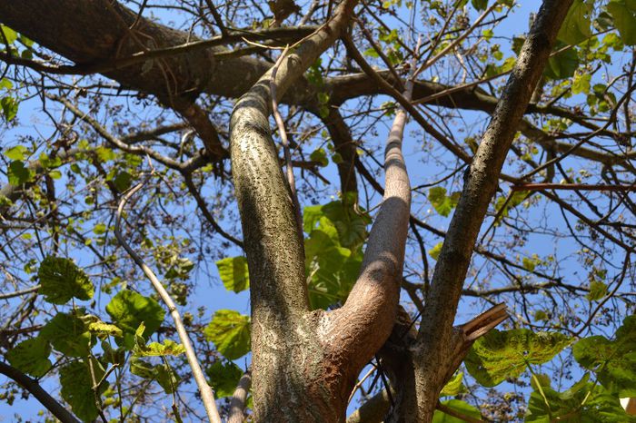 DSC_0222 - paulownia la maturitate