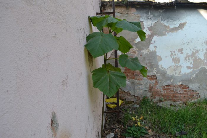 DSC_0212 - paulownia crescut unde nu te astepti