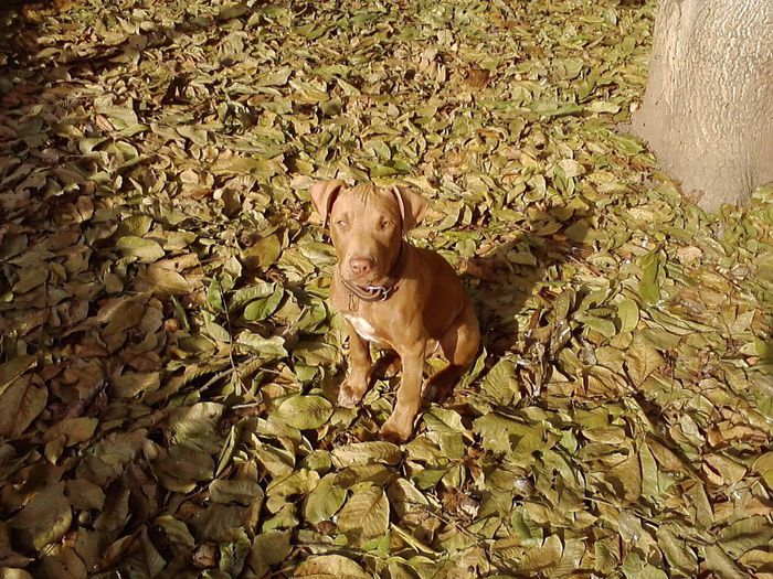 Igor la 12 saptamani