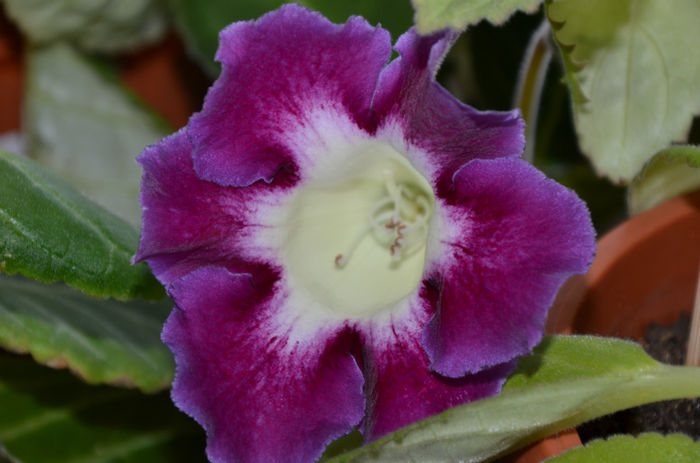 Gloxinia Wings of Dragonfly a treia floare