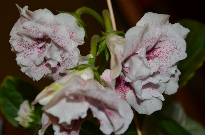 Mylie Vesnush - Gloxinii 2013