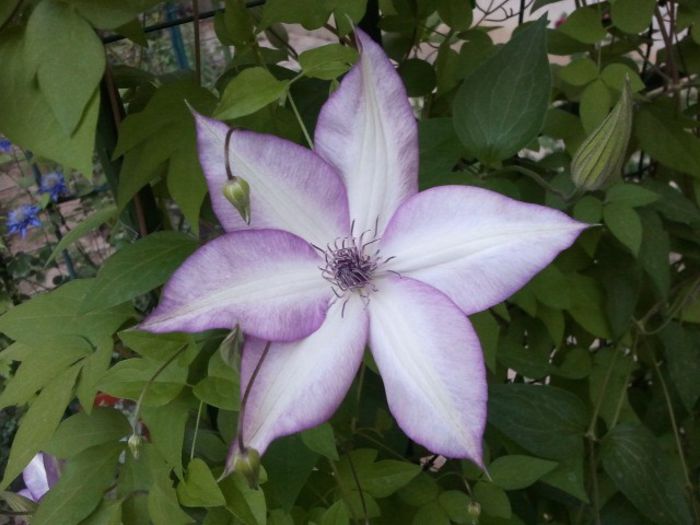 2013-05-10 19.35.13 - a_ Clematis 2013_toate