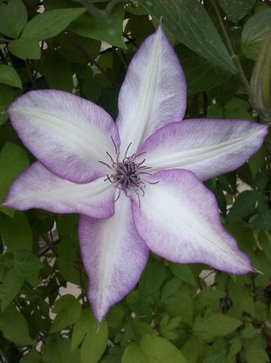 2013-05-10 19.35.30 - a_ Clematis 2013_toate