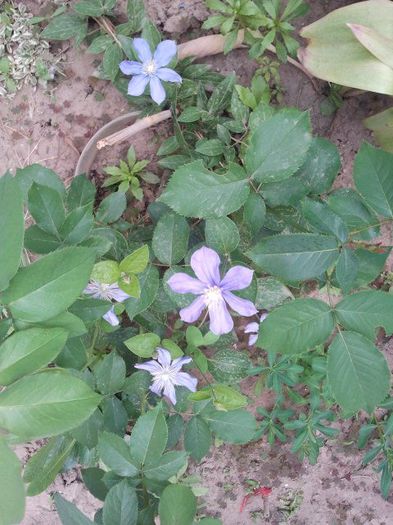 2013-05-12 18.05.58 - a_ Clematis 2013_toate