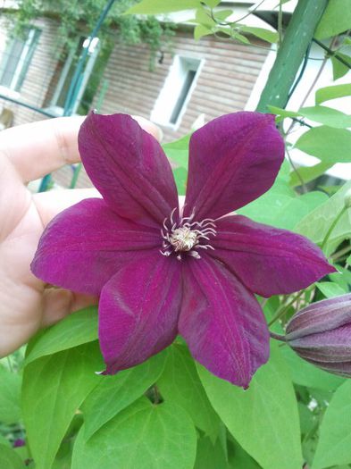 2013-05-13 18.25.03 - a_ Clematis 2013_toate
