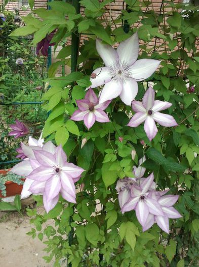 2013-05-17 14.49.11 - a_ Clematis 2013_toate