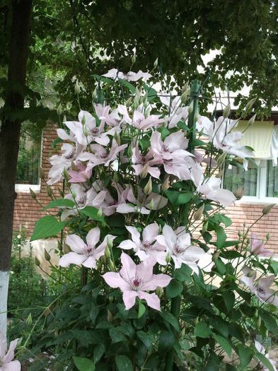 2013-05-17 14.54.21 - a_ Clematis 2013_toate