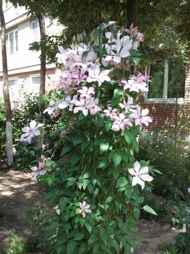 2013-05-19 12.06.17 - a_ Clematis 2013_toate