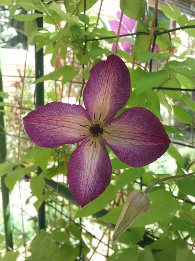 2013-05-19 12.07.12 - a_ Clematis 2013_toate