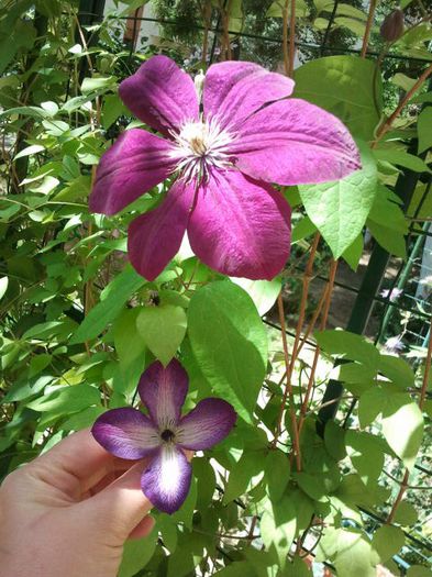 2013-05-19 12.07.26 - a_ Clematis 2013_toate