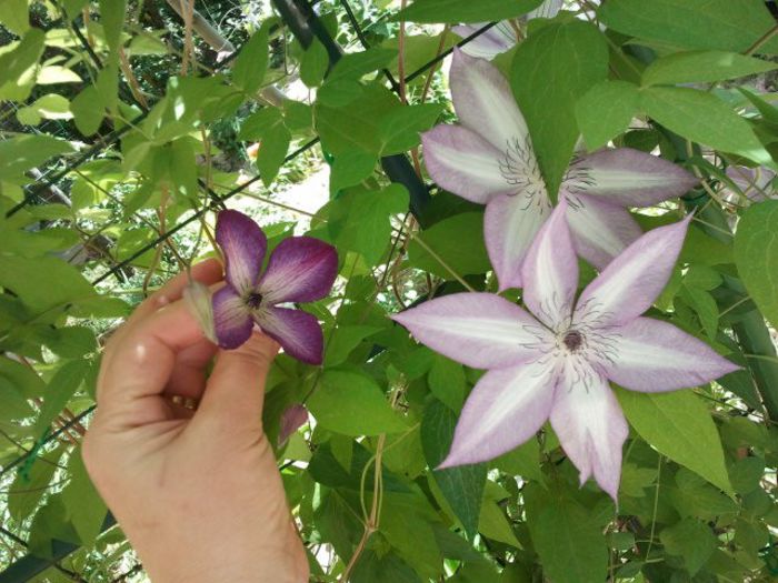 2013-05-19 12.07.36 - a_ Clematis 2013_toate