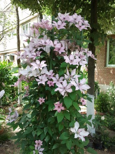 2013-05-20 14.45.44 - a_ Clematis 2013_toate