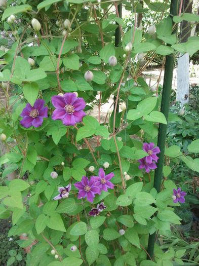 2013-05-20 14.45.54 - a_ Clematis 2013_toate