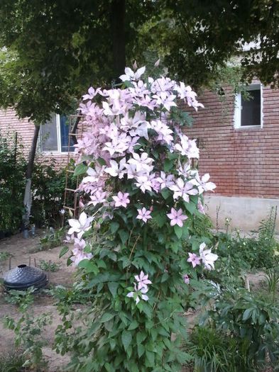 2013-05-21 19.32.34 - a_ Clematis 2013_toate