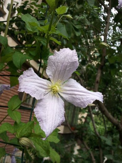 2013-05-23 17.18.39 - a_ Clematis 2013_toate