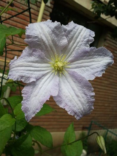 2013-05-23 17.18.49 - a_ Clematis 2013_toate