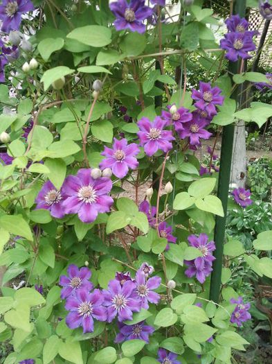 2013-05-23 17.19.48 - a_ Clematis 2013_toate