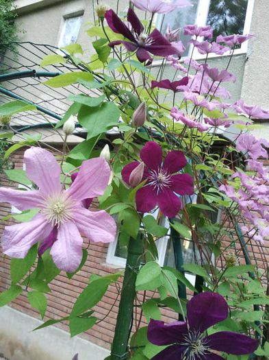 2013-05-23 17.26.46 - a_ Clematis 2013_toate