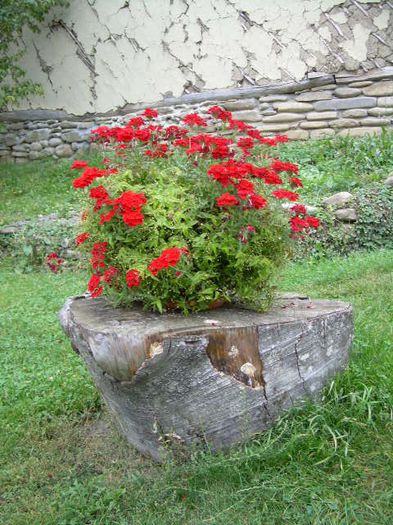 VERBENA PE BUTURUGA - GRADINA DIN GHIVECE